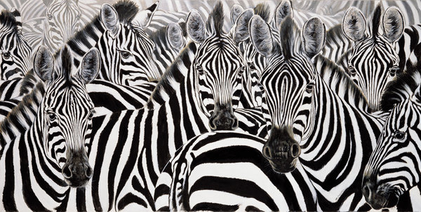 zebra