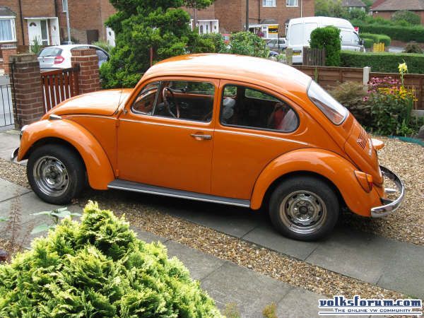 Molly, my Orange Bug.