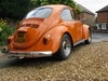 Molly, my Orange Bug.