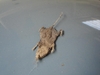 RAT!!!