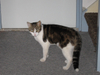 Storm onze kat