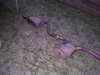 DSCN2011