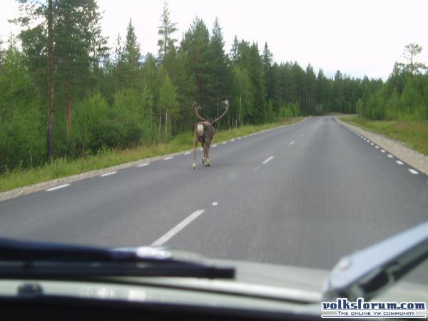 rendier onderweg in kever