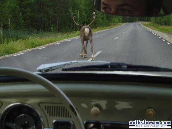 rendier onderweg in kever 3