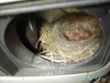 Birds bus