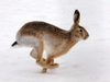 Running_Bunny_Wallpaper_f607o