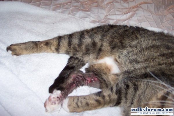 hit by car
