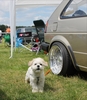 Volksdub 2014