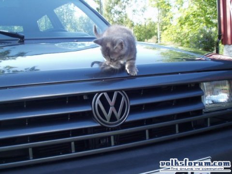 pussy